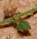 Fagonia glutinosa