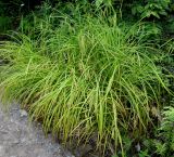 Carex crinita