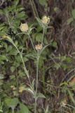 Melandrium latifolium. Верхушка плодоносящего растения. Крым, Бахчисарайский р-н, с. Новоульяновка, граница луга, обочина дороги. 03.06.2014.