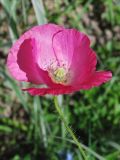 Papaver rhoeas