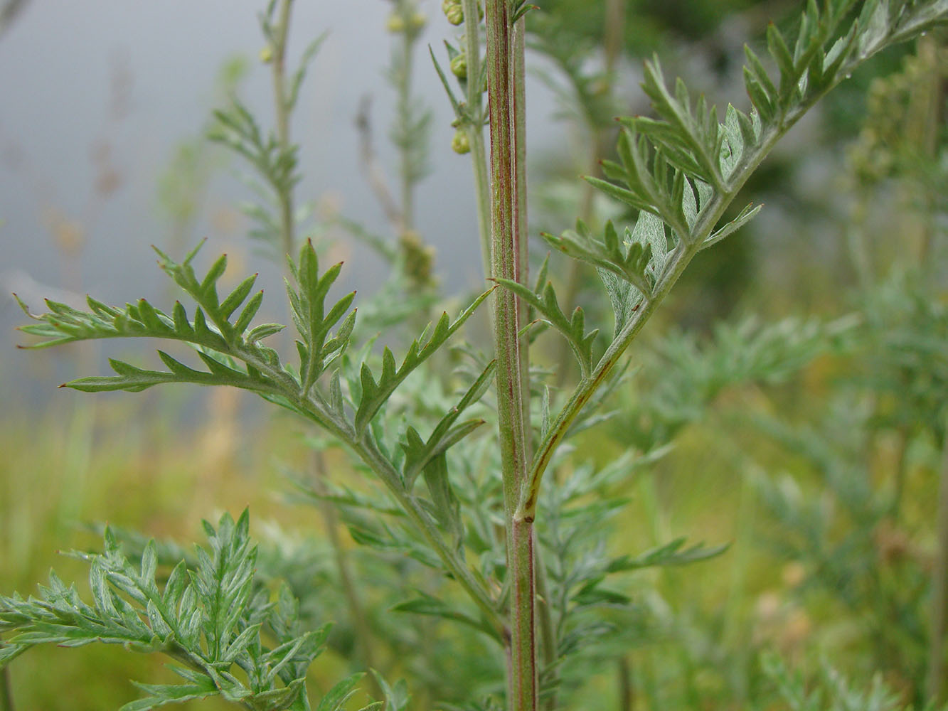 Изображение особи Artemisia armeniaca.