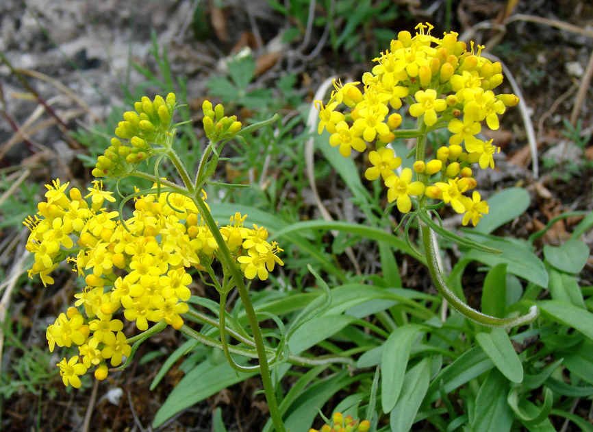 Изображение особи Patrinia sibirica.