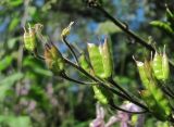 Aconitum septentrionale