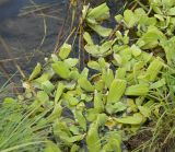 Pistia stratiotes