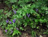 Aconitum sczukinii. Цветущее растение. Приморье, Ольгинский р-н, долина р. Милоградовки, смешанный лес. 21.08.2015.