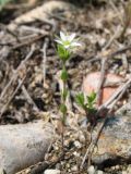 Arenaria serpyllifolia