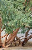 Taxus baccata. Нижние части крон старых деревьев. Крым, г. Бахчисарай, парк Бахчисарайского дворца. 20 августа 2015 г.