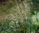 Deschampsia cespitosa