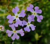 Ricotia lunaria