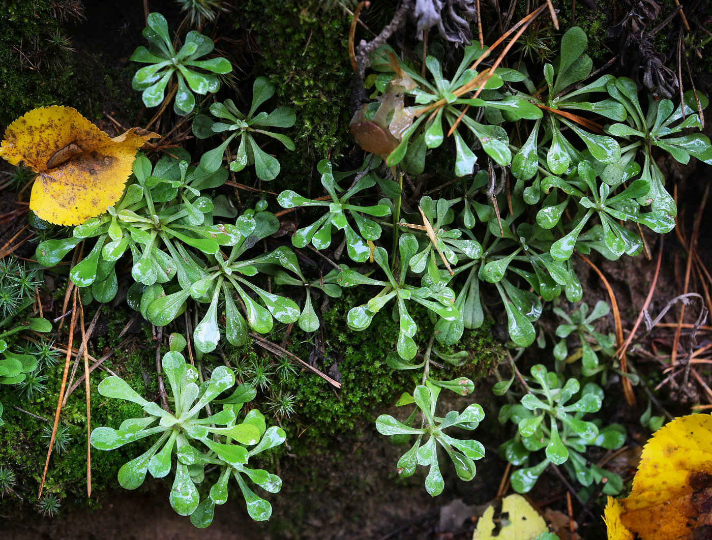 Изображение особи Antennaria dioica.