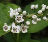 Lysimachia clethroides. Часть соцветия с фуражирующими муравьями. Приморский край, Уссурийский городской округ, окр. с. Горно-Таёжное, Дендрарий ГТС им. Комарова. 06.07.2016.