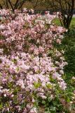 Rhododendron schlippenbachii