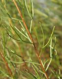 Artemisia salsoloides