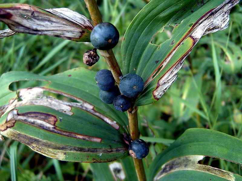 Image of Polygonatum multiflorum specimen.