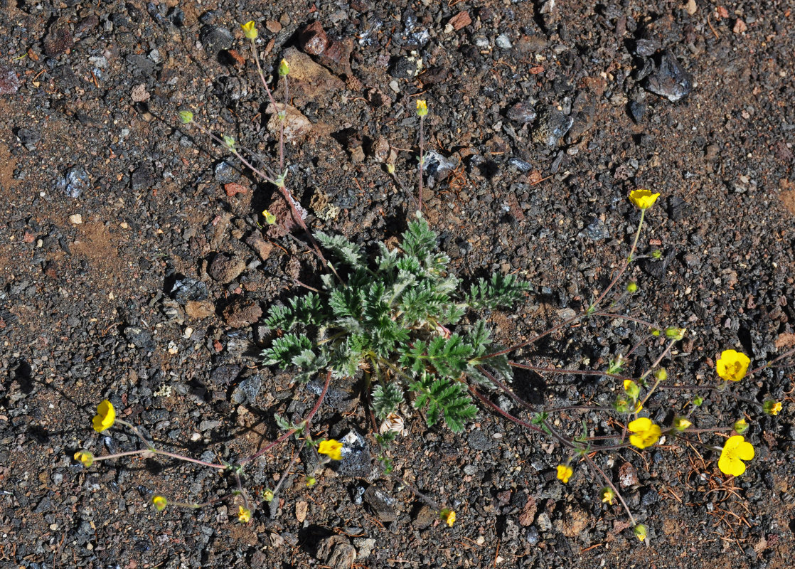 Изображение особи Potentilla sericea.