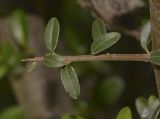 Pyracantha rogersiana