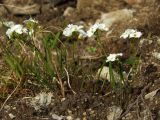 Cardamine victoris. Цветущие растения у болотного ручья. Магаданская обл., окр. г. Магадан, п-ов Старицкого. 06.07.2018.