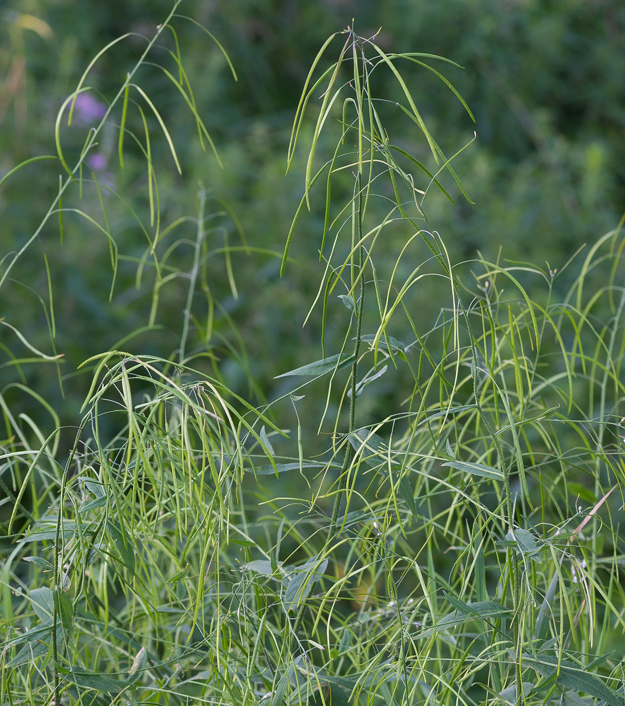 Изображение особи Arabis pendula.