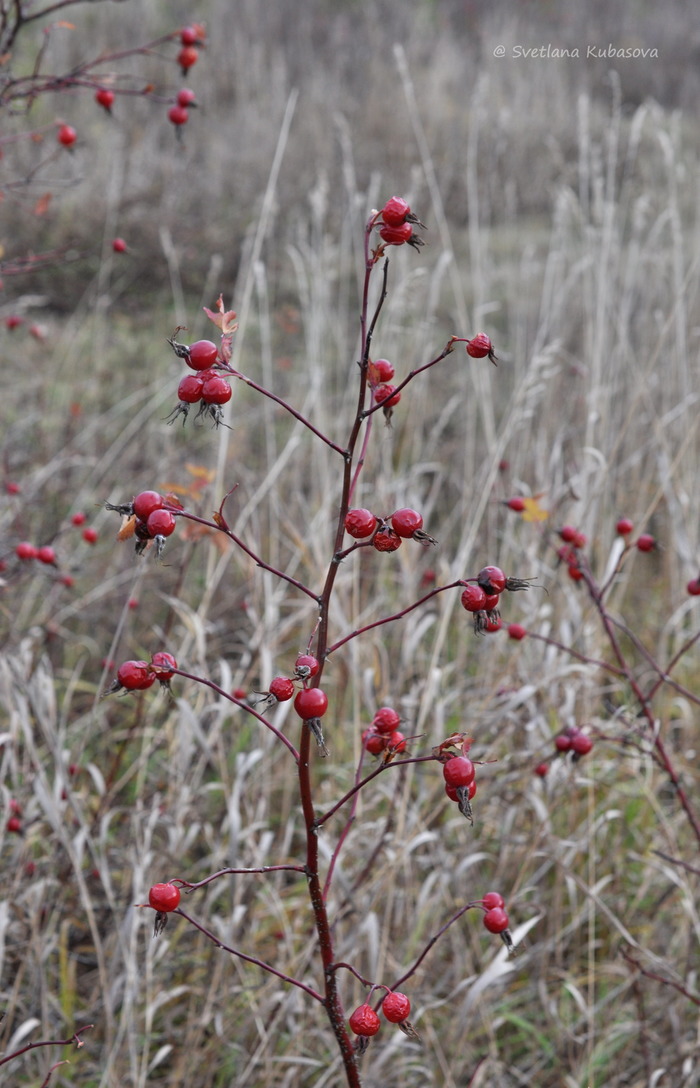 Image of Rosa cinnamomea specimen.