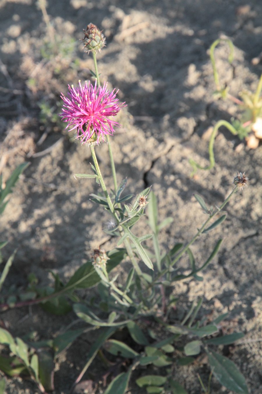 Изображение особи род Centaurea.