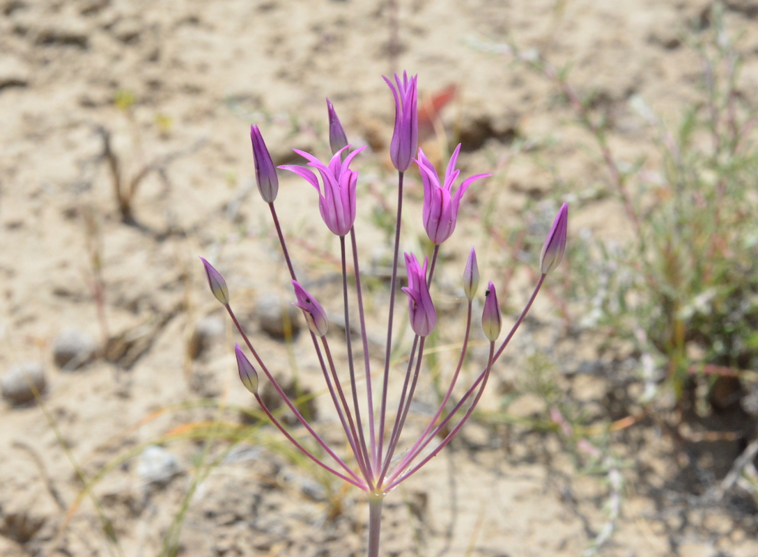 Изображение особи Allium iliense.