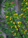 Caragana arborescens. Часть ветви с цветками. Алтай, Улаганский р-н, окр. с. Акташ, берег Голубого (Гейзерового) озера, опушка хвойно-лиственного леса. 11.06.2019.