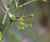 Bilacunaria boissieri