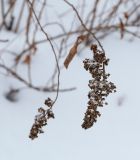 Spiraea × billardii. Верхушка покоящегося побега с соплодием прошлого года. Пермский край, г. Пермь, Свердловский р-н, ул. Куйбышева, газон у административного здания. 17.01.2020.