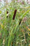 Typha latifolia