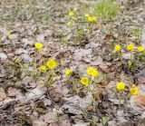 Tussilago farfara