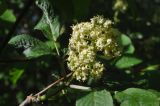 Sambucus racemosa. Соцветие с мухой. Калужская обл., Боровский р-н, окр. дер. Чёлохово, смешанный лес. 18 мая 2020 г.