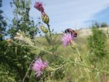 Centaurea biebersteinii