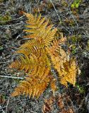 Pteridium pinetorum. Вайя в осенней окраске. Московская обл., Дмитровский городской округ, долина р. Якоть, опушка смешанного леса. 19.09.2020.