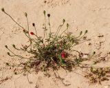 Papaver hybridum