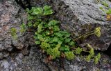 Ligusticum scoticum. Плодоносящее растение. Сахалин, Корсаковский гор. округ, мыс Великан, на скале. 10.08.2023.