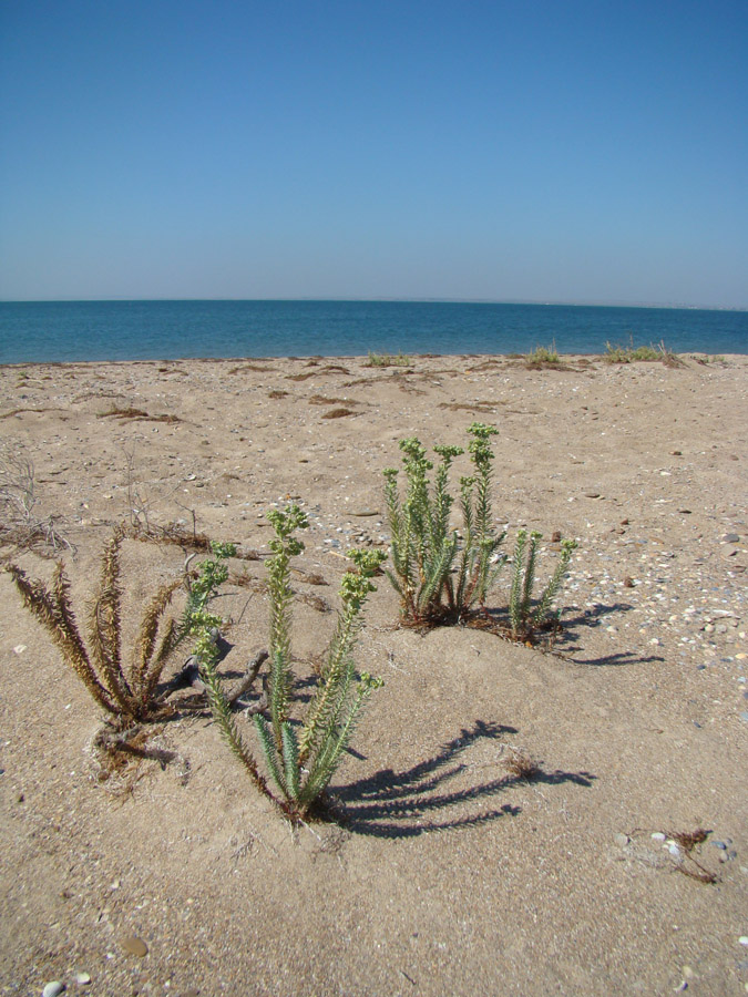 Image of Euphorbia paralias specimen.