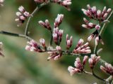 Limonium pruinosum