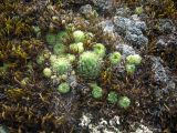 Sempervivum pumilum. Группа растений. Кабардино-Балкария, верховья р. Малка, урочище Джилы-Су, 2400 м н.у.м. 16.06.2012.