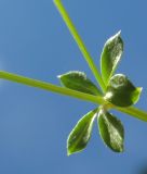 Galium hercynicum