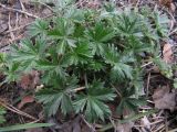 Potentilla heidenreichii