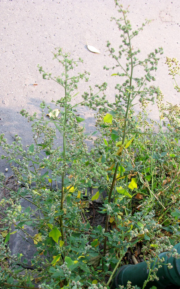 Изображение особи Chenopodium opulifolium.