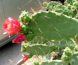 Opuntia bergeriana. Побег с цветками и завязями. Испания, Каталония, Жирона, Тосса-де-Мар, верхняя часть города. 24.06.2012.
