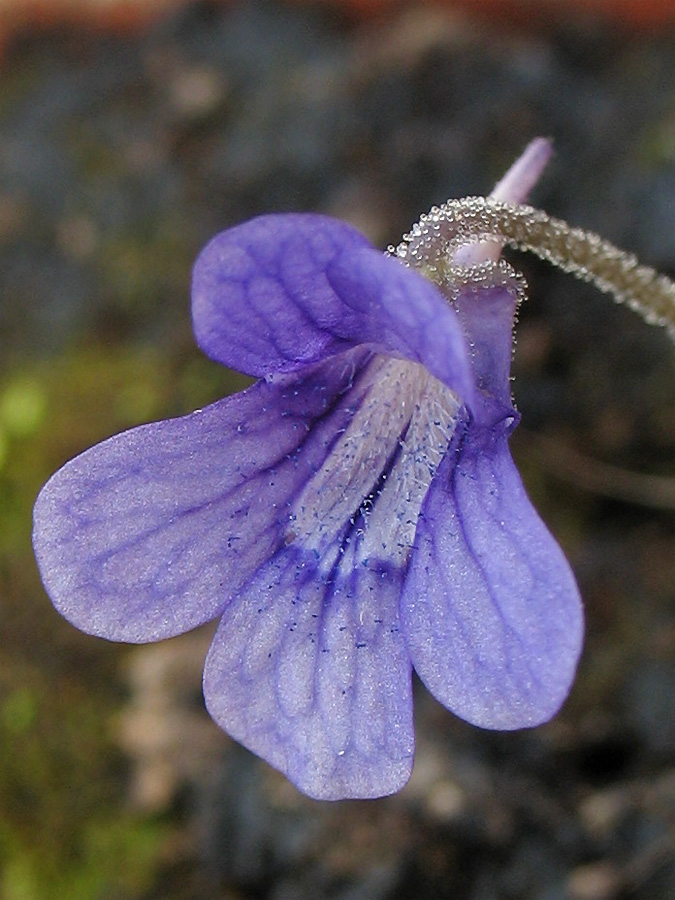 Изображение особи Pinguicula grandiflora.