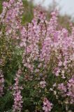 Astragalus macropterus