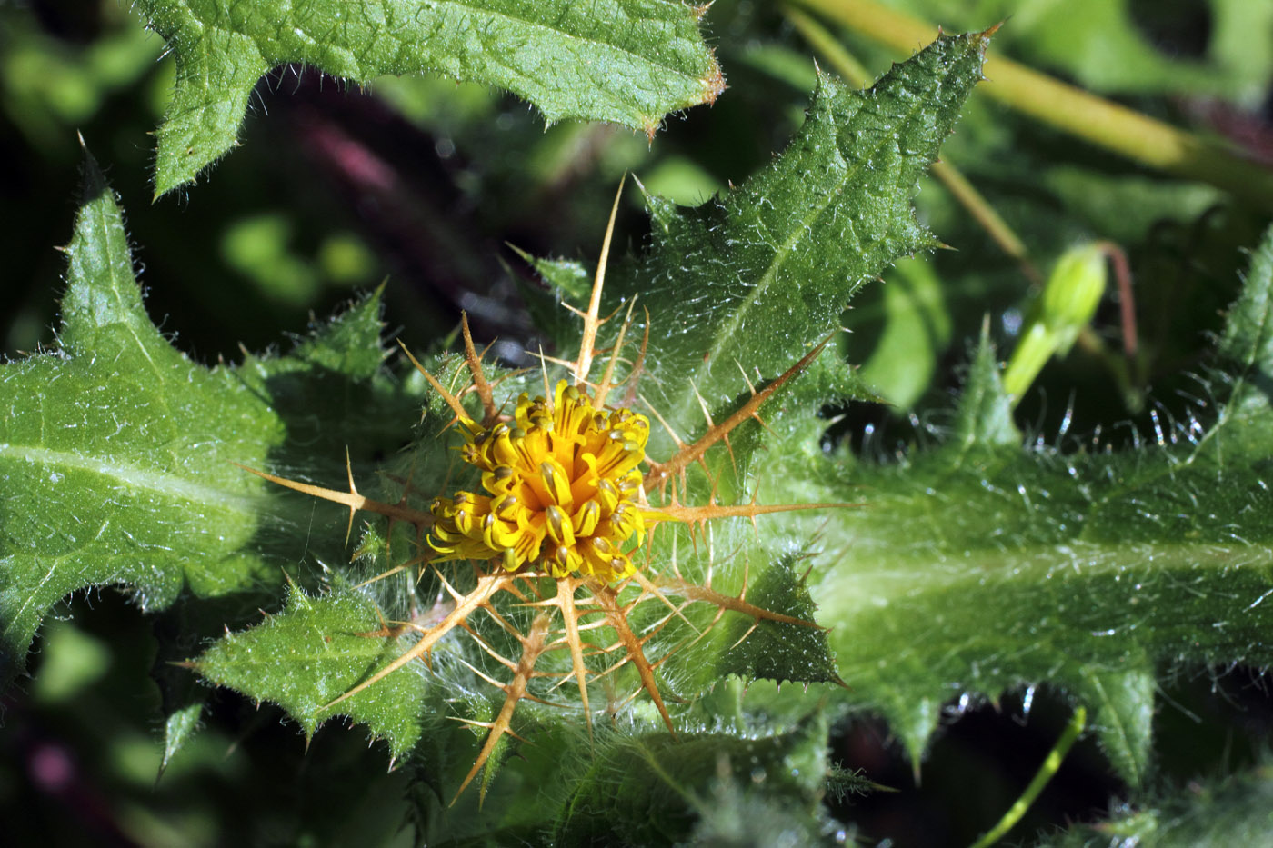 Изображение особи Centaurea benedicta.