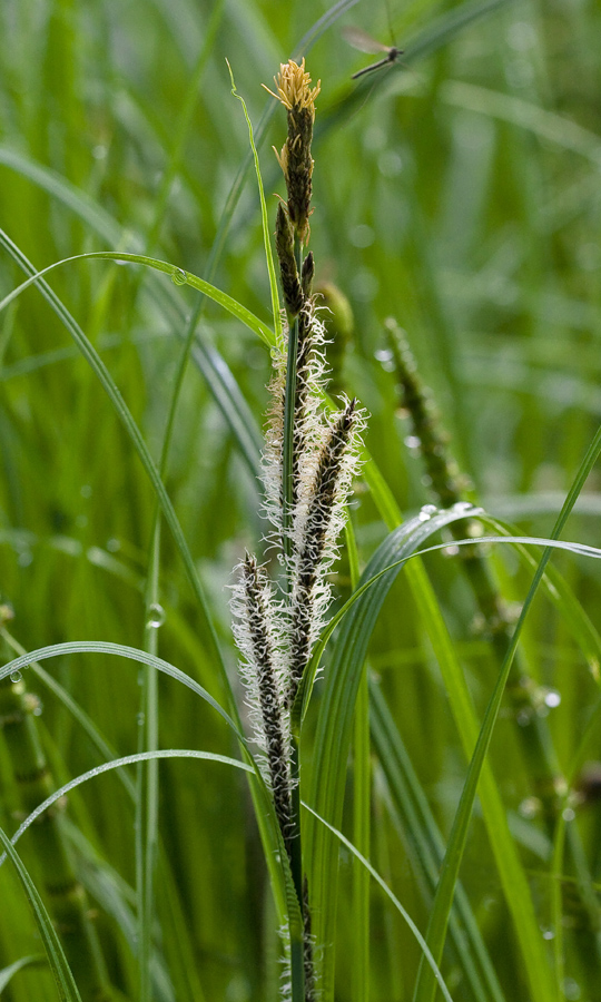 Изображение особи Carex acuta.