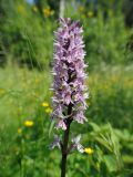 Dactylorhiza fuchsii