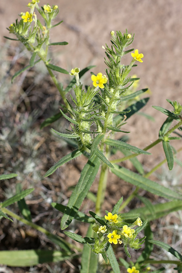 Изображение особи Arnebia decumbens.