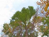 Cercidiphyllum japonicum