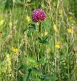 Trifolium medium